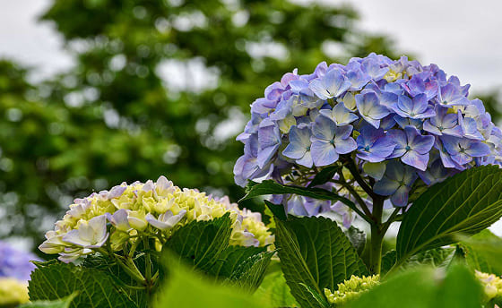 img_blog